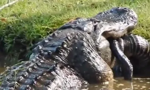 CLIP: Kinh hãi trước khoảnh khắc cá sấu ăn tươi nuốt sống đồng loại