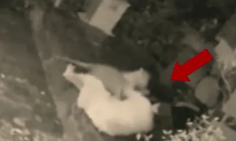 CLIP: Bị báo gấm vồ bất ngờ, người phụ nữ làm ra hành động khiến cho loài mèo lớn sợ hãi bỏ đi