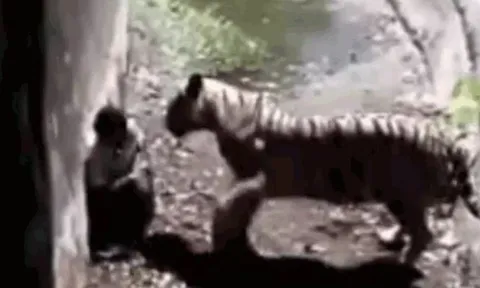 CLIP: Bị hổ dồn vào góc tường, người đàn ông liên tục vái lạy và cái kết 