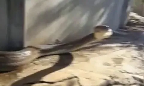 CLIP: Quay phim trăn khổng lồ, người đàn ông bị loài bò sát ngóc đầu đớp