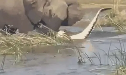 CLIP: Chủ động tấn công voi, cá sấu bị 'hành' cho thừa sống thiếu chết