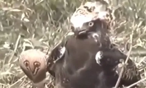 CLIP: Đụng độ rắn hổ mang chúa, đại bàng nhận cái kết bi thảm