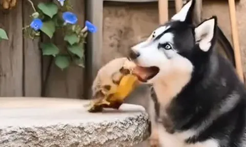 CLIP: Chọc tức rùa, chó husky nhận 'cái kết đắng'