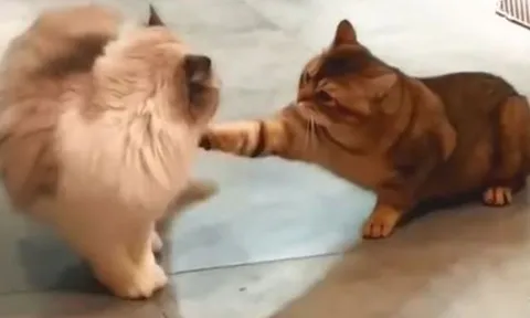 CLIP: Những pha 'thi triển kung fu' của loài mèo ít ai ngờ tới 