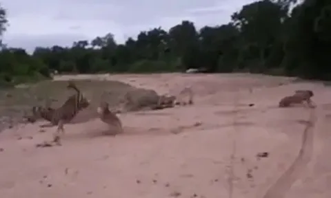 CLIP: Bị sư tử truy sát, ngựa vằn mẹ tung cú đá hậu khiến chúa tể đồng cỏ vỡ mồm nhưng cái kết lại không được như ý nó