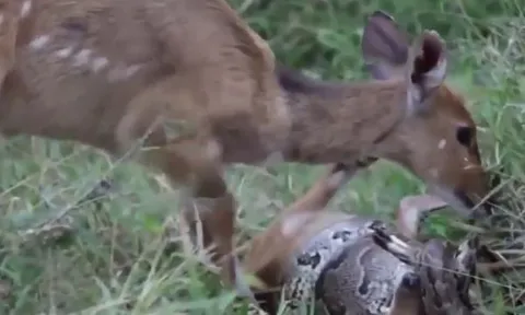 CLIP: Nai mẹ hoảng hốt giải cứu con non khỏi vòng siết của trăn 'khủng' và cái kết đau lòng