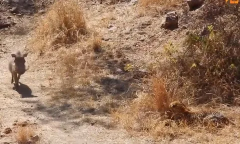 CLIP: Báo đốm mai phục tài tình, tóm gọn lợn rừng trong nháy mắt