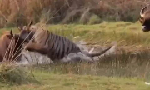 CLIP: Bò tót nổi điên truy sát hổ khi phát hiện đồng loại bị chúa sơn lâm cắn cổ