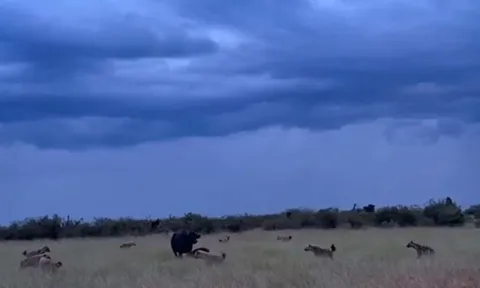 CLIP: Trâu rừng mẹ dũng cảm chiến đấu với bầy linh cẩu để bảo vệ con non