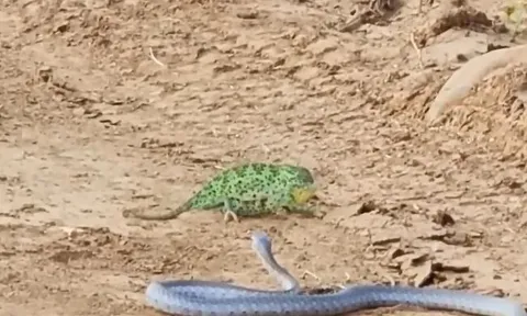 CLIP: Màn tử chiến bất phân thắng bại của rắn và tắc kè