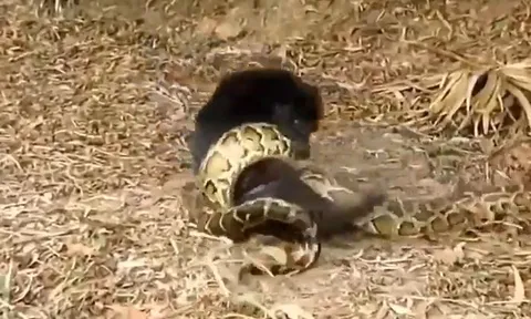 CLIP: Trêu chọc trăn thảm, chó nhà nhận cái kết thê thảm