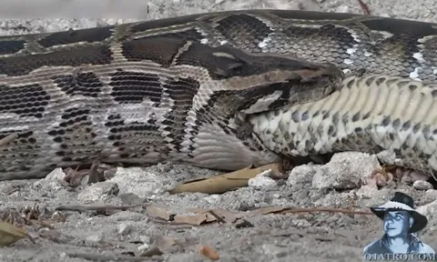 CLIP: Bị giành mồi, trăn Miến Điện nổi điên nuốt luôn cả đối thủ