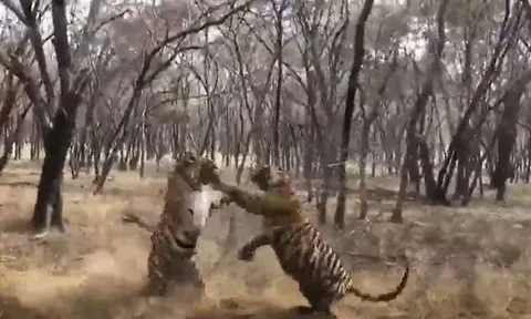 CLIP: Đang yên đang lành, 2 con hổ bỗng lao lại cắn nhau túi bụi