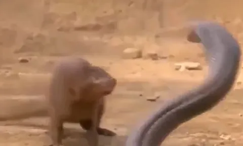 CLIP: Đối đầu với cầy Mangut, rắn hổ mang 'khủng' biến thành miếng mồi ngon cho kẻ địch
