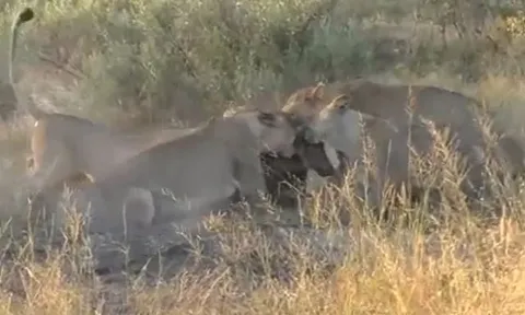 CLIP: Đàn sư tử hợp sức đào hang, kéo lợn rừng ra rồi chia nhau mukbang