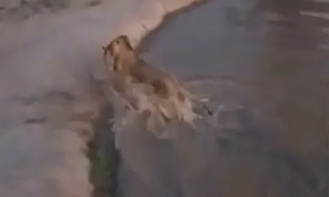 CLIP: Thấy linh dương đơn độc uống nước dưới sông, sư tử phi thân xuống săn mồi và cái kết