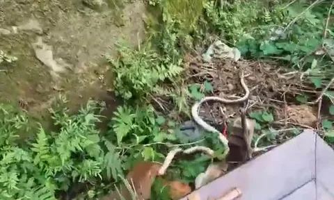 CLIP: Phát hiện rắn hổ mang chúa, cầy mangut cắn nát đầu đối thủ