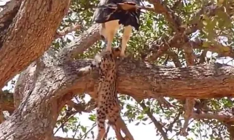 CLIP: Cả gan săn báo con, đại bàng nhận 'quả báo' ngay sau đó