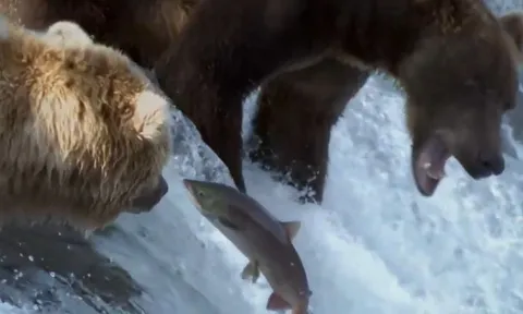 CLIP: Mãn nhãn trước màn mukbang cá hồi của gấu xấm