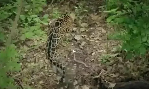 CLIP: Bị 'rắn ba bước' tung cú đớp chết chóc, báo đốm có phản ứng khiến người xem 'sốc'