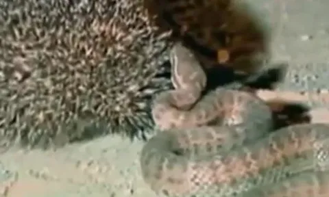 CLIP: Đụng độ nhím, loài rắn độc bậc nhất Nhật Bản làm ra hành động đáng xấu hổ