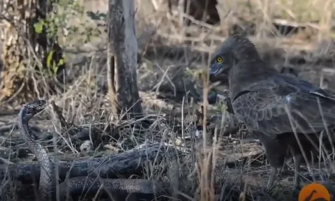 CLIP: Mãn nhãn trước màn tử chiến bất phân thắng bại của rắn hổ mang chúa và đại bàng