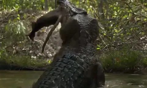 CLIP: Cá sấu mai phục tài tình, tóm gọn kangaroo trong tích tắc