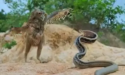 CLIP: Chủ động tấn công rắn sọc dưa, chim cú mèo biến thành miếng mồi ngon cho đối thủ