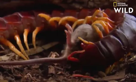 CLIP: Rết 'khủng' tung cú cắn chết chóc, xử tử chuột trong chớp mắt