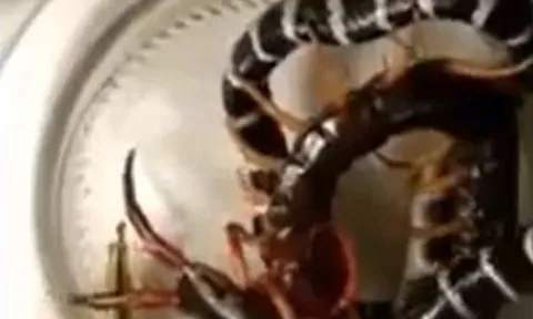 CLIP: Bị nhốt cùng rết khổng lồ, rắn cạp nia bị kẻ thù 'hành' cho đau đớn đến chết