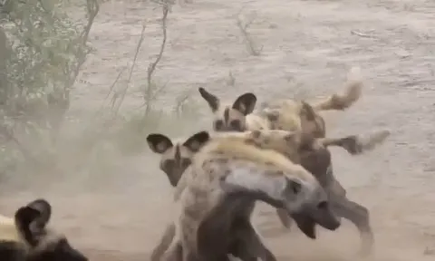 CLIP: Bị đàn chó hoang châu Phi đua nhau cắn xé, linh cẩu làm ra hành động khiến đối thủ 'bất lực'