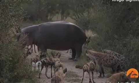 CLIP: Trêu điên hà mã, đàn chó hoang châu Phi và linh cẩu bị 'hành' cho thừa sống thiếu chết