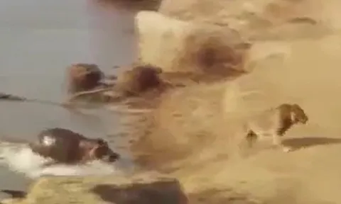 CLIP: Xuống sông uống nước, sư tử bị hà mã đuổi cho 'chạy té khói'