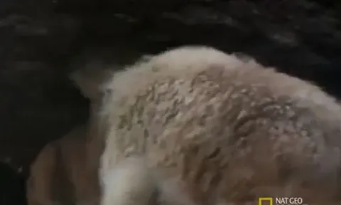 CLIP: Đi săn dê núi, báo sư tử bị con mồi húc túi bụi