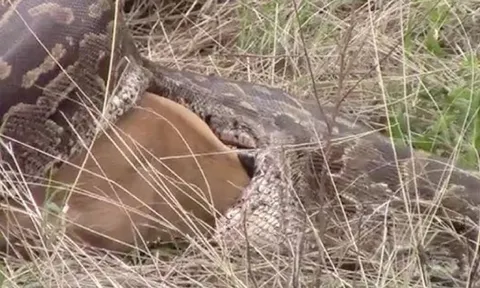 CLIP: Bầy sư tử ngang nhiên cướp mồi của trăn đá 'khủng'