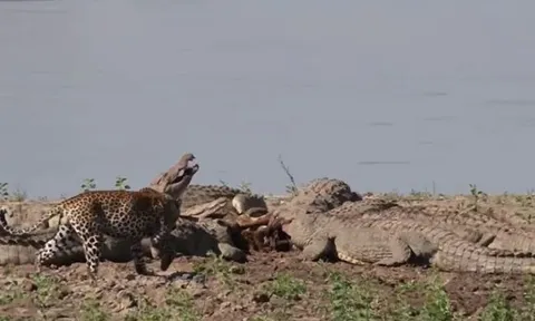 CLIP: Thấy đàn cá sấu mukbang xác linh dương, báo hoa mai tới ăn ké nhưng phản ứng của 'chúa tể đầm lầy' mới sốc