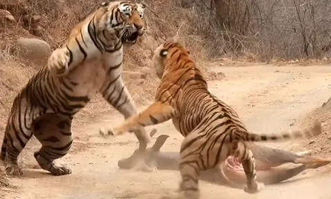 CLIP: Hổ cái liều mình đánh nhau với hổ đực để giành mồi