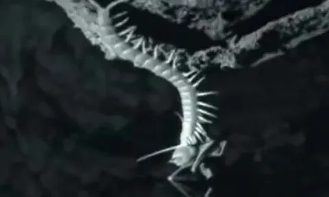 CLIP: Rết thể hiện kỹ năng thượng thừa khi săn dơi