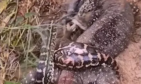 CLIP: Đã mắt xem màn tử chiến 'nảy lửa' của thằn lằn và trăn