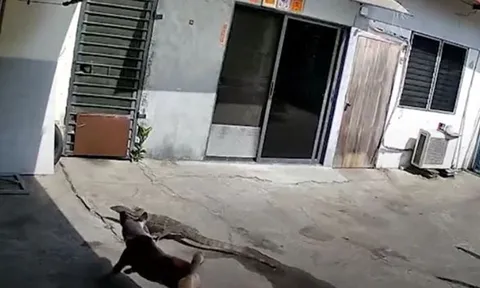 CLIP: Chó nhà ra sức truy đuổi khi thằn lằn 'đi lạc' vào nhà dân