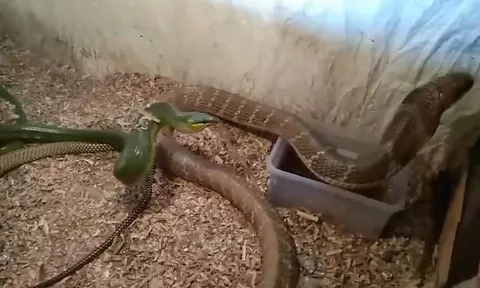 CLIP: Cả gan đe dọa hổ mang chúa, rắn đuôi đỏ nhận cái kết thê thảm