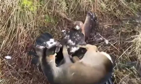 CLIP: Chim đại bàng hạ sát nai bằng 'tốc độ ánh sáng'