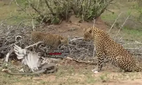 CLIP: Mãn nhãn trước màn tử chiến của rắn Mamba đen, báo đốm và đại bàng