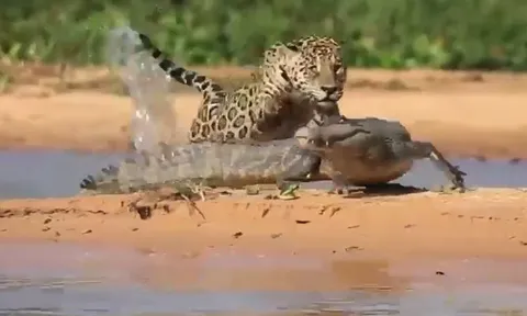 CLIP: Đang nằm phơi nắng, cá sấu bị báo đốm tập kích bất ngờ và cái kết