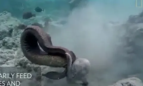 CLIP: Màn giao tranh 'nảy lửa' của cá chình Moray và bạch tuộc