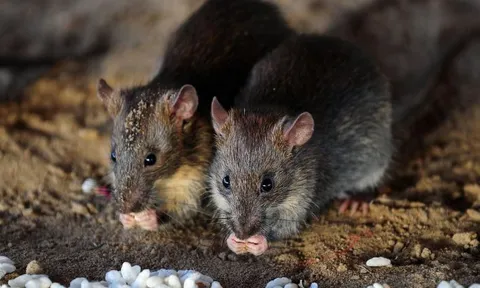 CLIP: Khám phá những loài động vật sẵn sàng hy sinh cả mạng sống để sinh sản