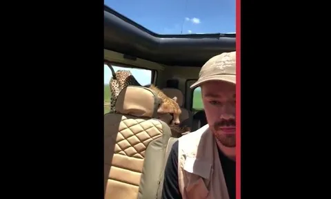 CLIP: Khoảnh khắc nghẹt thở, báo săn bất ngờ nhảy lên xe du lịch