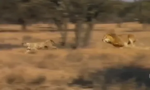 CLIP: Sư tử ra đòn chí mạng, hạ gục báo săn trong chớp mắt