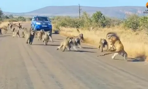 CLIP: Chọn nhầm con mồi, báo săn bị 50 anh em nhà khỉ đầu chó hợp sức tấn công