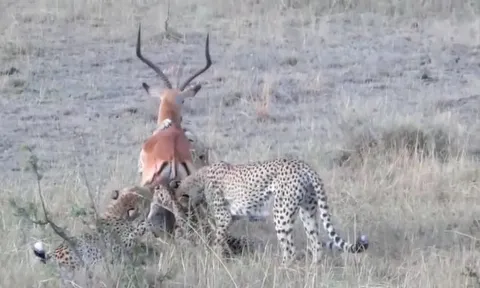 CLIP: Linh dương đơn độc đối đầu bốn báo săn, cái kết đầy bất ngờ ở phút chót